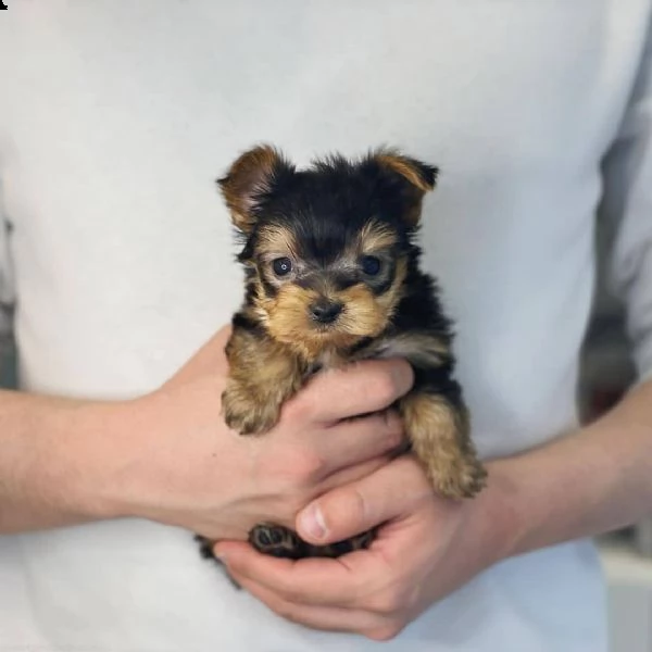 splendidi piccoli cuccioli di yorkie per l'adozione.  | Foto 0
