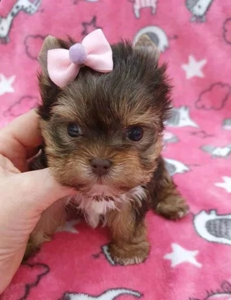 splendidi piccoli cuccioli di yorkie per l'adozione. 