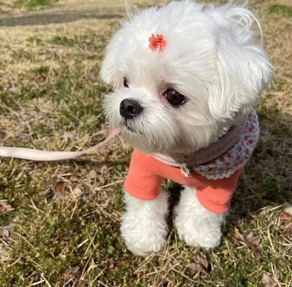 disponibili fantastici cuccioli di maltese t-cup. | Foto 1