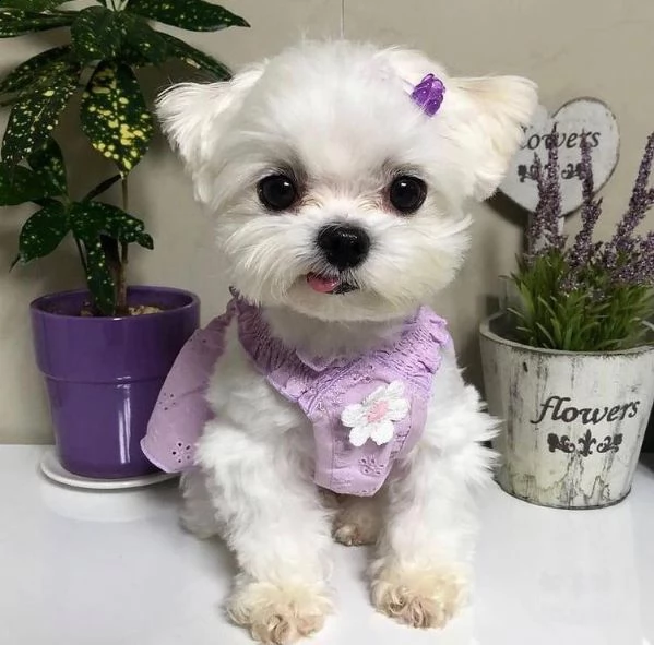 disponibili fantastici cuccioli di maltese t-cup. | Foto 0
