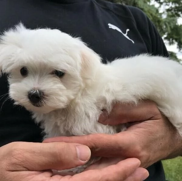 disponibili fantastici cuccioli di maltese t-cup.