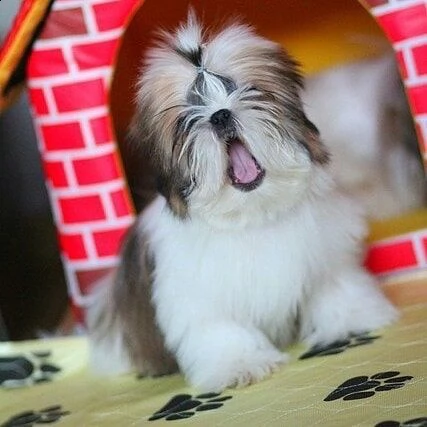 cuccioli di shih tzu per il richiamo | Foto 2