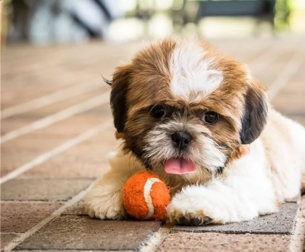 cuccioli di shih tzu per il richiamo | Foto 1