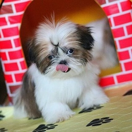 cuccioli di shih tzu per il richiamo | Foto 0