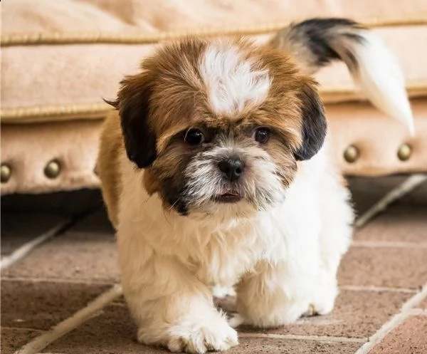 cuccioli di shih tzu per il richiamo