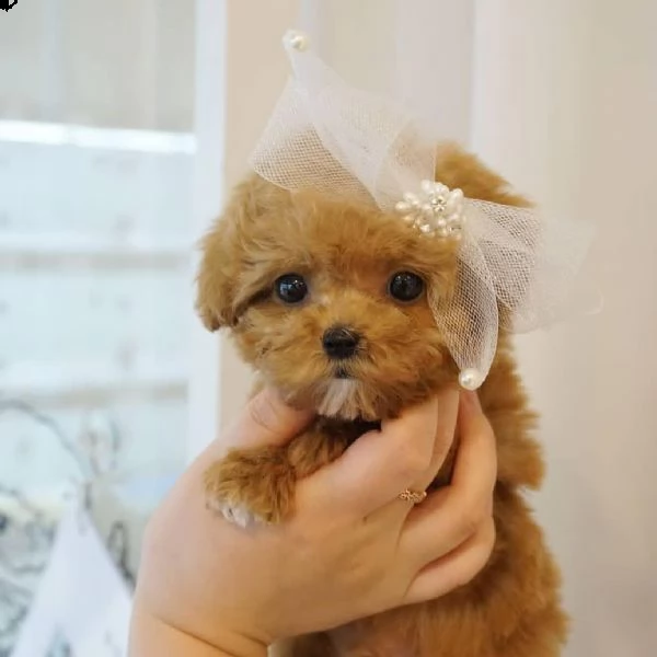 cuccioli di barboncino di razza