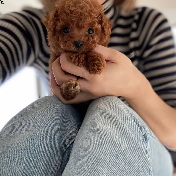 cuccioli di barboncino di razza | Foto 2