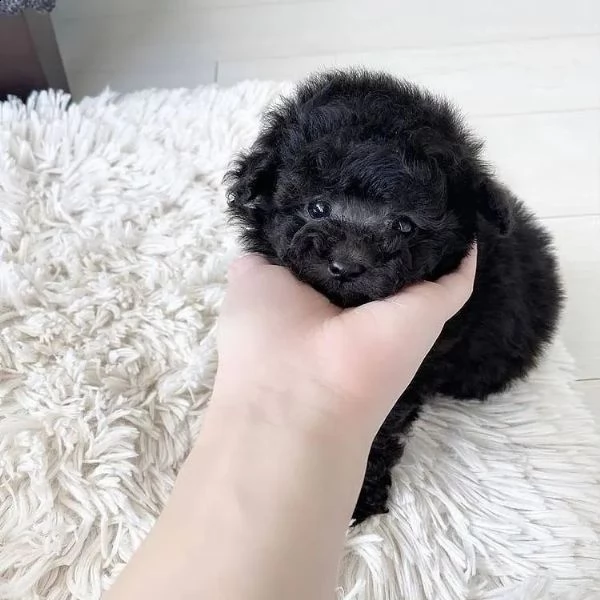 cuccioli di barboncino di razza | Foto 1