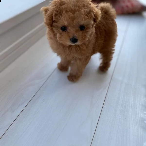 cuccioli di barboncino di razza | Foto 0