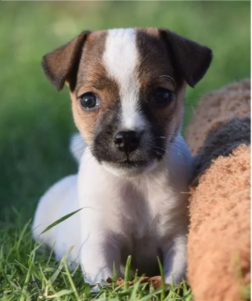 lovely jack russell terrier puppies available for rehoming | Foto 1
