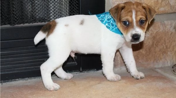 lovely jack russell terrier puppies available for rehoming | Foto 0