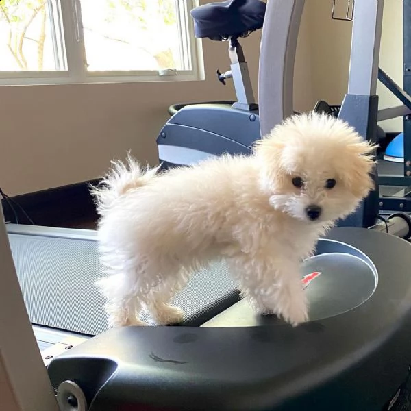 cuccioli bolognesi miniatura di 3 mesi per adozione. | Foto 0