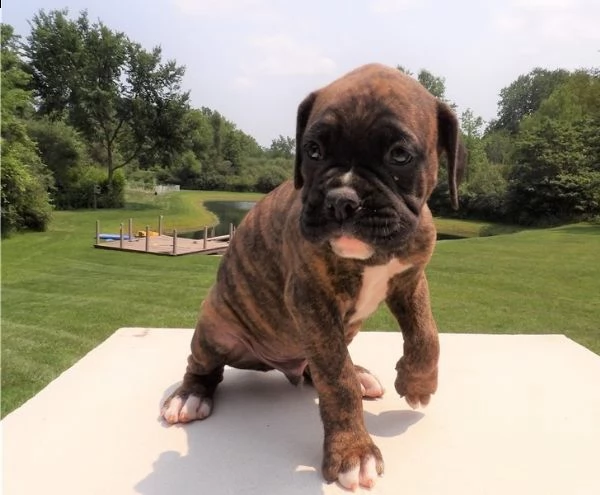 cuccioli di boxer in adozione. | Foto 0