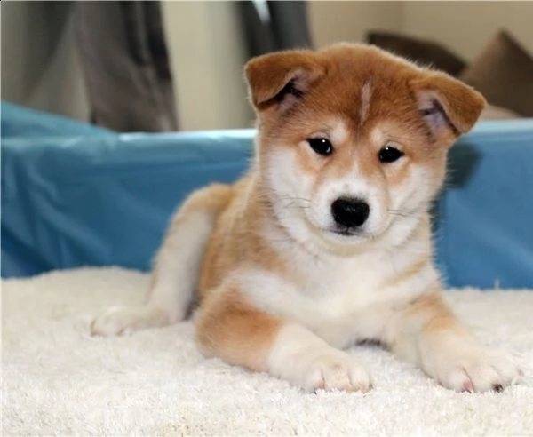 i cuccioli di shiba inu sono affettuosi. | Foto 2