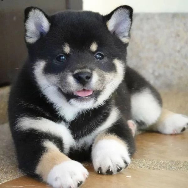 i cuccioli di shiba inu sono affettuosi. | Foto 1
