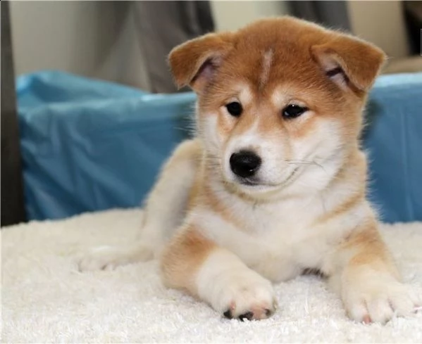 i cuccioli di shiba inu sono affettuosi. | Foto 0