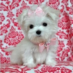 maltese di razza disponibile per l'adozione