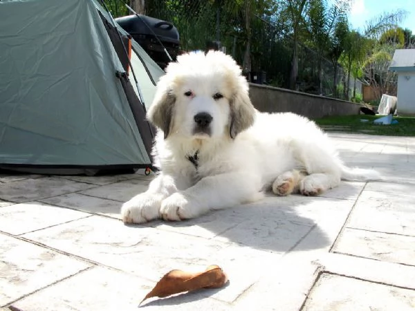 cuccioli di cane da montagna dei pirenei | Foto 0