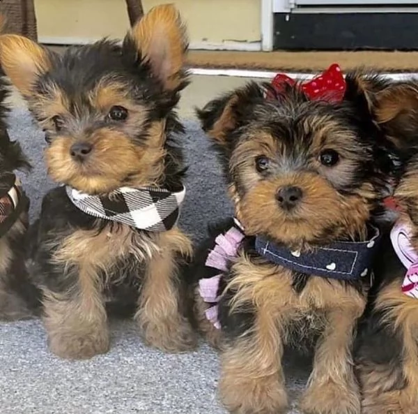   regalo yorkshire cuccioli meravigliosi ! 
