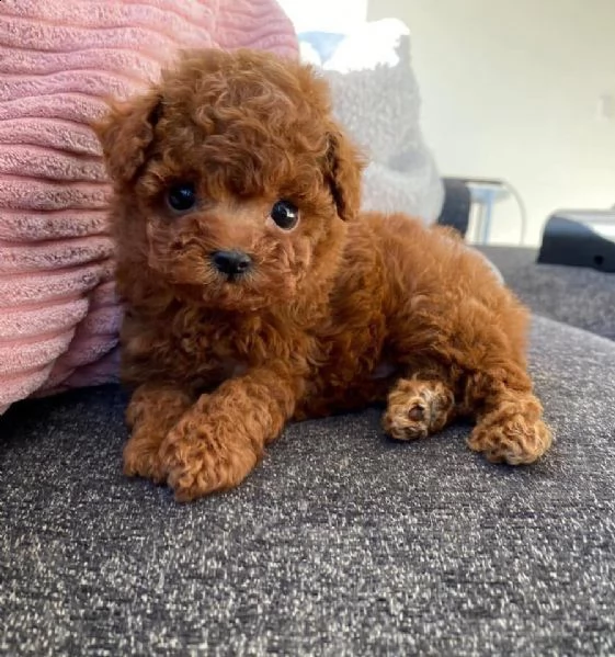 cuccioli di barboncini toy | Foto 0