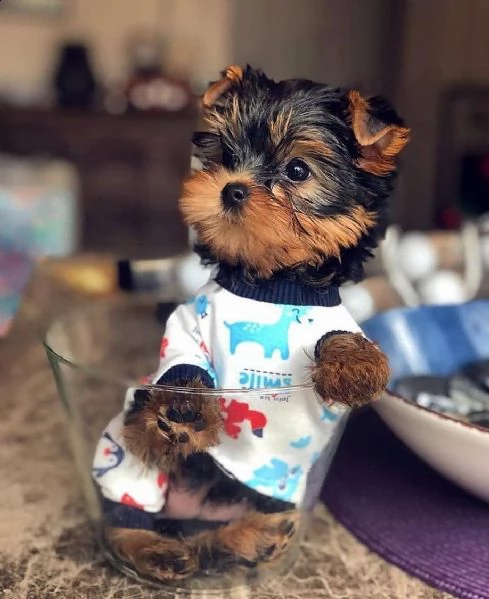 molto dolce e adorabile viso da bambino yorkshire terrier | Foto 3
