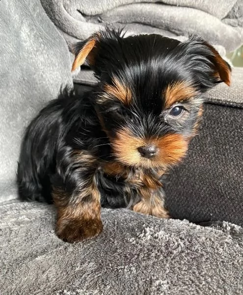 molto dolce e adorabile viso da bambino yorkshire terrier | Foto 1