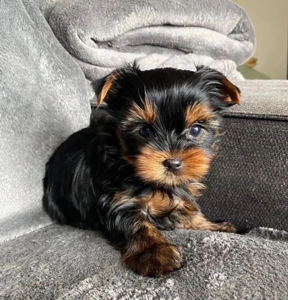 molto dolce e adorabile viso da bambino yorkshire terrier