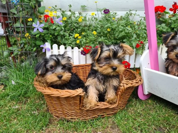dolcissimo cucciolo yorkshire con pedigree, microchip, vaccino e sverminato | Foto 1