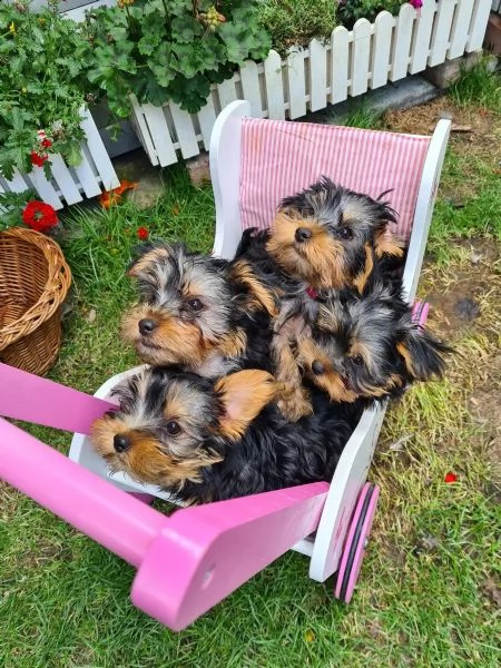 dolcissimo cucciolo yorkshire con pedigree, microchip, vaccino e sverminato | Foto 0