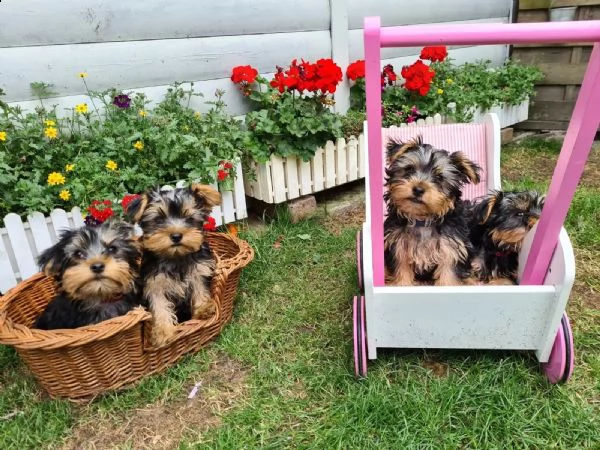 dolcissimo cucciolo yorkshire con pedigree, microchip, vaccino e sverminato