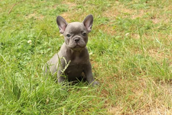 bouledogue - bulldog francese blu | Foto 3