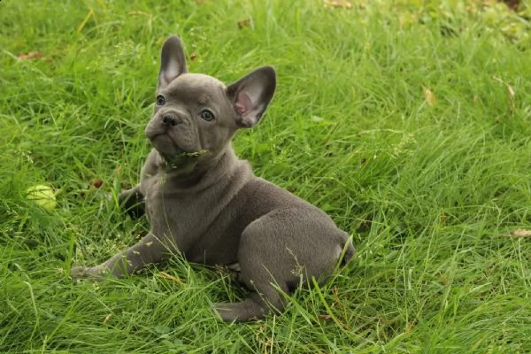 bouledogue - bulldog francese blu