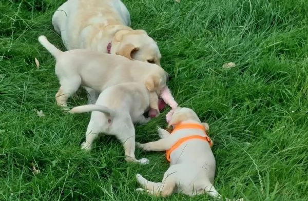 cuccioli di labrador di razza pura...cercano casa | Foto 0
