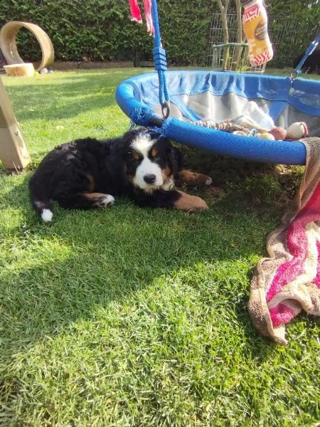 meravigliosi cuccioli di bovaro del bernese | Foto 3