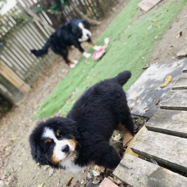 meravigliosi cuccioli di bovaro del bernese | Foto 2