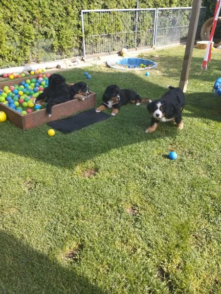 meravigliosi cuccioli di bovaro del bernese | Foto 1