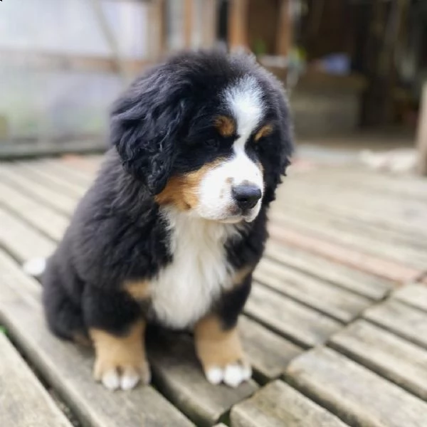 meravigliosi cuccioli di bovaro del bernese | Foto 0