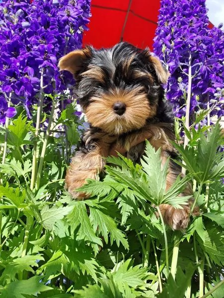 cuccioli di yorkshire terrier | Foto 4