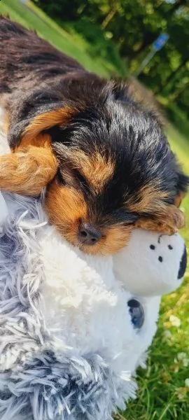 cuccioli di yorkshire terrier | Foto 2