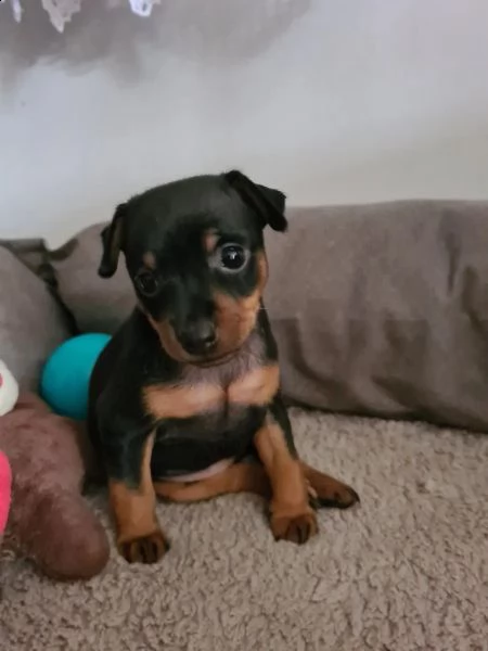 bellissimo cucciolo di pinscher