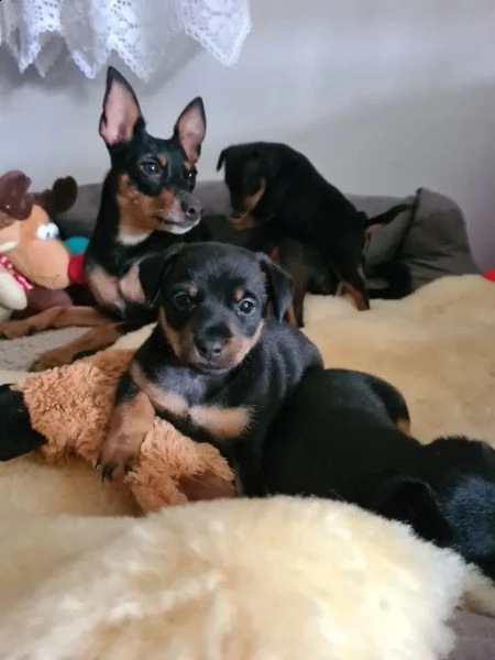 bellissimo cucciolo di pinscher | Foto 3