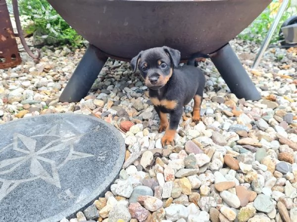 bellissimo cucciolo di pinscher | Foto 2