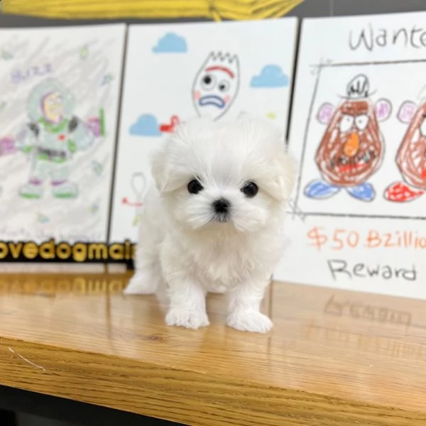 cuccioli maltesi provenienti da una famiglia amorevole allevata | Foto 4