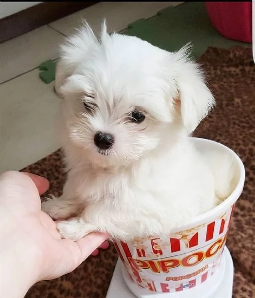 cuccioli maltesi provenienti da una famiglia amorevole allevata | Foto 3