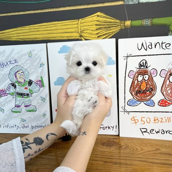 cuccioli maltesi provenienti da una famiglia amorevole allevata | Foto 2