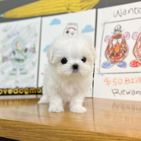 cuccioli maltesi provenienti da una famiglia amorevole allevata | Foto 1