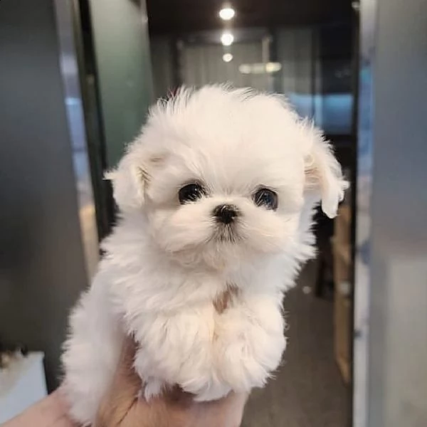 cuccioli maltesi provenienti da una famiglia amorevole allevata | Foto 0