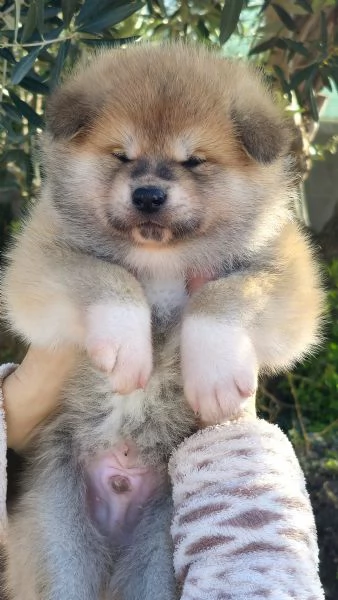 Allevamento Akita inu Enci/Fci  | Foto 1