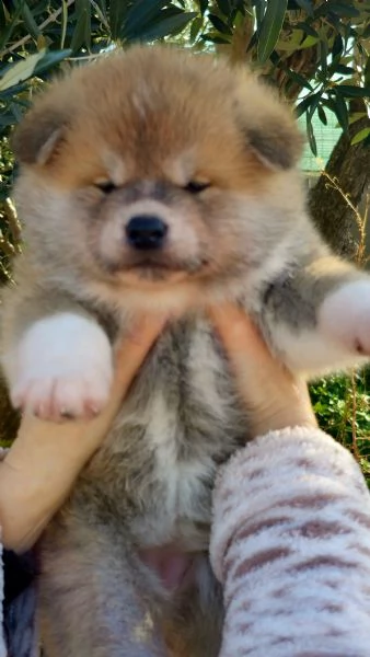 Allevamento Akita inu Enci/Fci  | Foto 0
