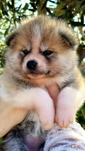 Allevamento Akita inu Enci/Fci 